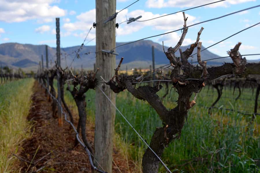 Sydney: Chef-Led Hunter Valley Food & Wine Tour - Timing, pickup, and the practical details