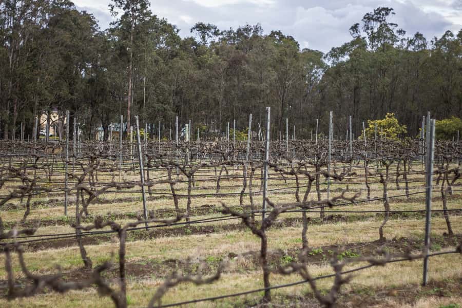 Sydney: Chef-Led Hunter Valley Food & Wine Tour - Should you book Chef-Led Hunter Valley Food and Wine Tour?