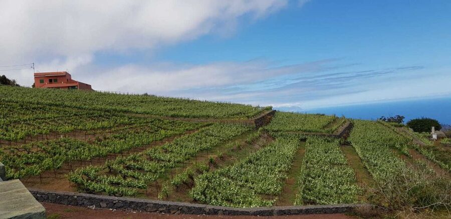 Tenerife: 4-Hour Gauchinche Food Tour - Eating at a traditional Guachinche