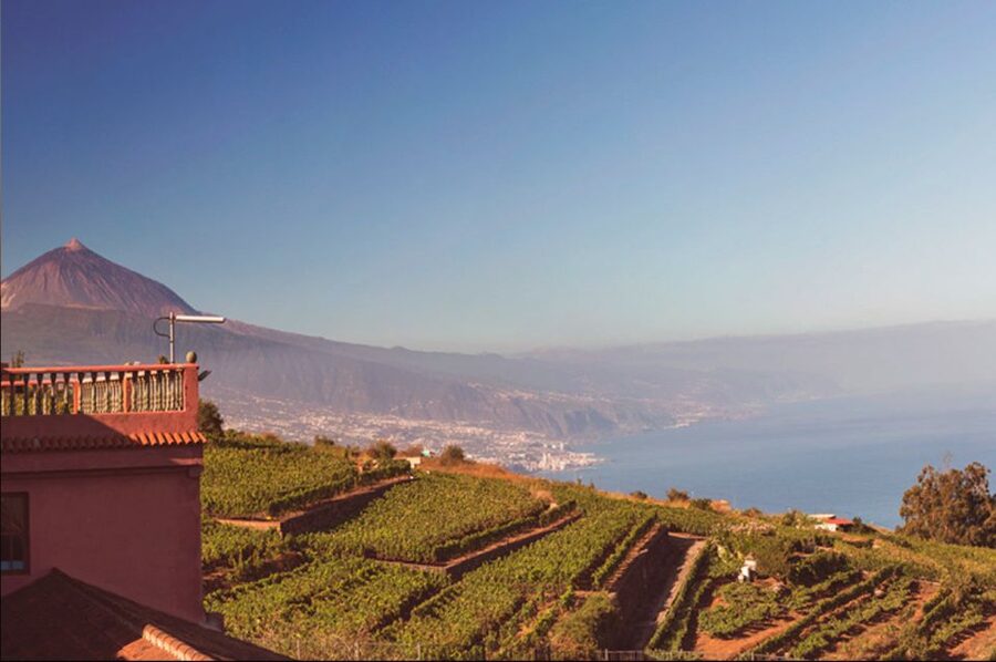 Tenerife: Full-Day Gastronomy and Wine Tour - Bodegas Monje supplies the view and the full meal