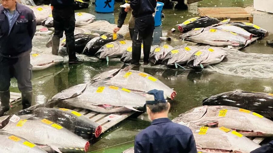 Tokyo: Toyosu Tuna Auction &Tsukiji Market Gourmet Adventure - Why the Toyosu Auction Is Worth the Alarm