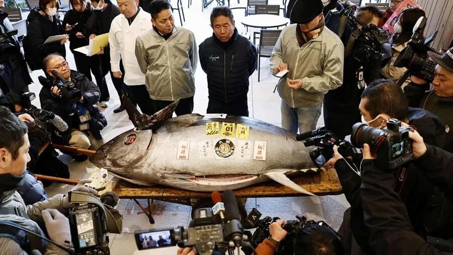 Tokyo: Toyosu Tuna Auction &Tsukiji Market Gourmet Adventure - Meeting Toyosu Before Sunrise