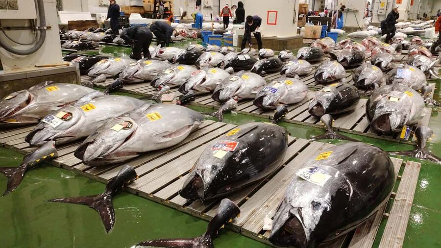 Tokyo: Toyosu Tuna Auction &Tsukiji Market Gourmet Adventure - Toyosu Breakfast From 6:30 to 7:15