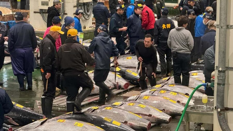 Tokyo: Toyosu Tuna Auction &Tsukiji Market Gourmet Adventure - Who Should Book This Morning Tour