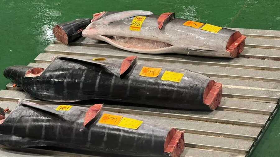 Tokyo: Toyosu Tuna Auction &Tsukiji Market Gourmet Adventure - Reading the Bluefin Auction From the Public Deck