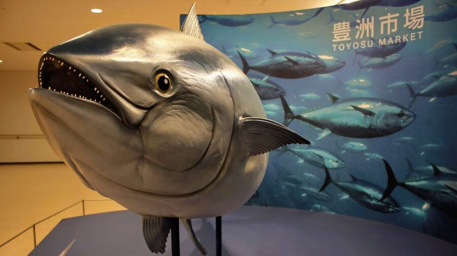 Tokyo Tsukiji Food & Culture Private Tour Licensed Guide - Monja Street and Yanaka Ginza