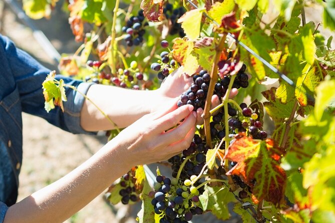 Troodos Mountains Grape Escape: All Inclusive Food & Wine Tour - The surprise bonus stop and rural Cyprus