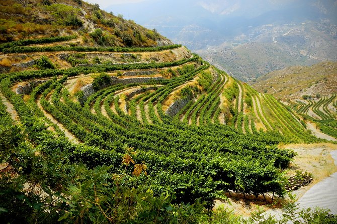 Troodos Mountains Grape Escape: All Inclusive Food & Wine Tour - Who should book this Ayia Napa wine tour?