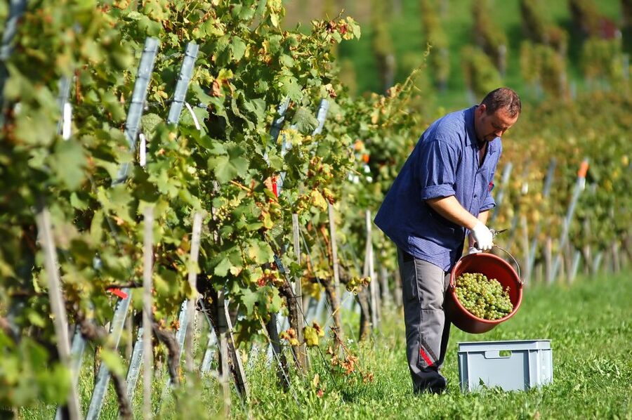 Vineyard Sips: Family Winery Tour & Gourmet Tasting in Corfu - From Kakotrigis to rosé: what you taste