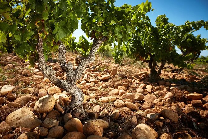 Wine Tasting Tour at Châteauneuf du Pape - Why Châteauneuf-du-Pape makes a strong half-day from Avignon