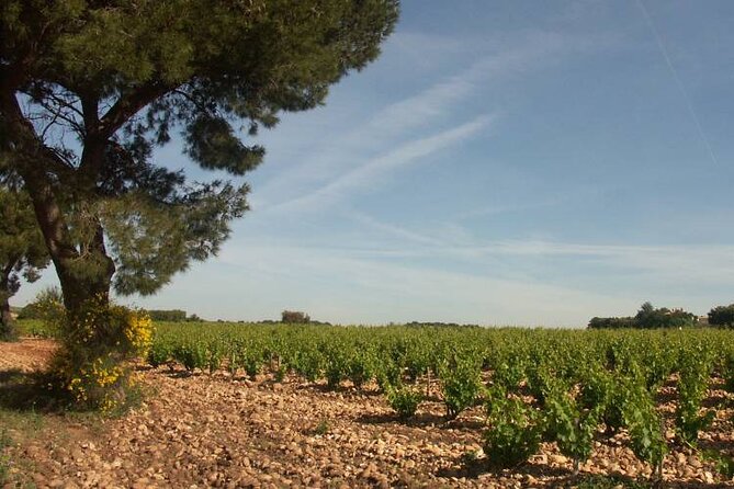 Wine Tasting Tour at Châteauneuf du Pape - Seeing the vineyards and old château area