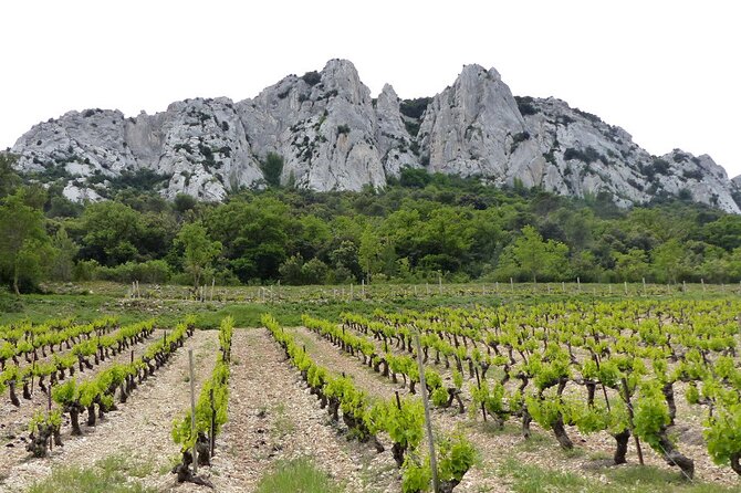 Wine Tasting Tour at Châteauneuf du Pape - Tasting at wineries and local cellars